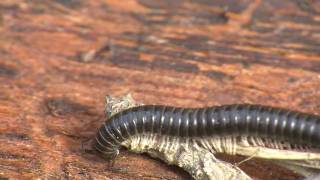 Tachypodoiulus niger Black millipede [upl. by Nevanod]