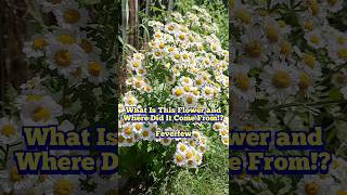 What Is This Flower Feverfew ID and Uses foraging shorts flowers medicinal garden [upl. by Vial835]