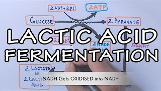 Lactic Acid Fermentation  Detailed [upl. by Norraa]