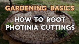 How to Root Photinia Cuttings [upl. by Desiri]