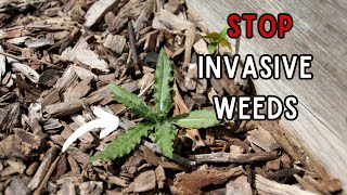 How To STOP The Most INVASIVE Weeds In The Garden  Dont Make These Mistakes [upl. by Skillern605]