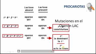 OPERON LAC  PROCARIOTAS [upl. by Treblih]