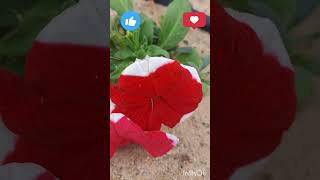 PETUNIA flower plants  beautiful flower  winter Flower  short viralvideo flowers Status garden 🪻 [upl. by Floss]