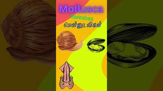 Mollusca  Mollusca Magic Snails Squids  Mollusca World Diverse and Amazing Creatures [upl. by Annanhoj288]