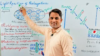 Light reaction of photosynthesisBioenergetics Photophosphorylation  Hindi Urdu  ProSuresh Kumar [upl. by Owiat]