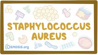 Staphylococcus aureus [upl. by Selie]