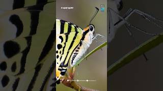 വരയൻ വാൾ വാലൻ ചിത്രശലഭം🦋Graphium Antiphatesgraphiumantiphates butterfly keralabutterflies facts [upl. by Wilhelm755]