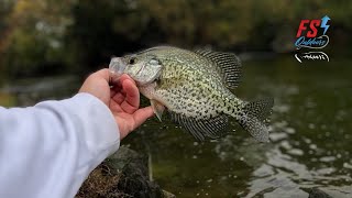 Simple Live Bait Fishing for Multi Species [upl. by Anahir668]