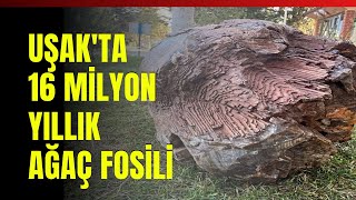 Uşakta 16 Milyon Yıllık Ağaç Fosili [upl. by Nnaeitak345]