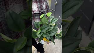 HELP shorts plants plantcare plantaddict scindapsus rareplants newplant plantparent plant [upl. by Lyndy]