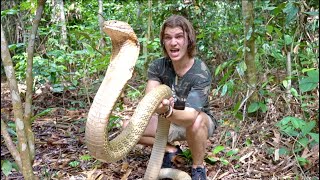 Worlds Biggest KING COBRA in JUNGLE of BORNEO Pt2 [upl. by Yelsel13]