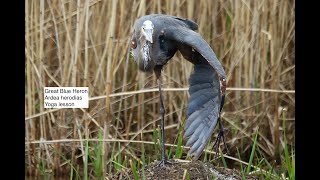 Bobolink heron owlet warblers and many more Montezuma New York 532024 [upl. by Llyrad]