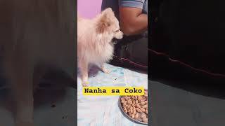 Nanha sa Coko cutebaby love baby cute family babylove trending doglover [upl. by Firahs296]