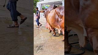 Sahiwal bull with extraordinary depth and muscle [upl. by Ananna]