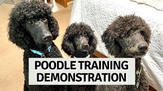 Poodle Training Demonstration [upl. by Akiemahs]