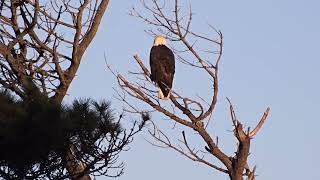 Sun Rises on The American Bald Eagle 1182024 Surf Bird Report HD [upl. by Anielram349]