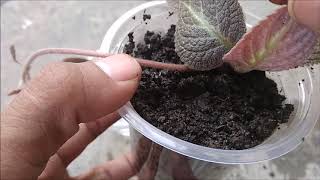 How to Propagate Episcia Flower in Water amp Soil With Update [upl. by Attayek]