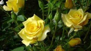 Bobby Darin and Marty Robbins 18 Yellow Roses [upl. by Larina]