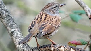 Bird Facts The Dunnock [upl. by Lainad398]