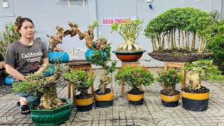 Thúy An 310 chào bán Cây Cảnh Bonsai đa dạng từ phôi đến thành phẩm  0939700449 [upl. by Disini86]