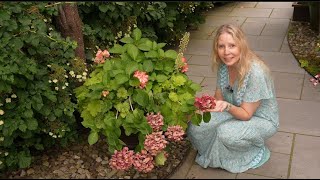 DeadheadingPruning Macrophylla Hydrangea [upl. by Martinic829]