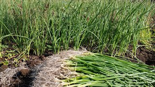 Onion seedling quotCutting the Root before transplanting satisfying farming cutting root onion [upl. by Tripp]