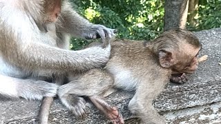 SIMEN Outdoor real life of monkey live stream [upl. by Schmitz]