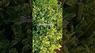 Vertical Garden plantAlternanthera Varigated For Sale WhatsApp 9042808228 [upl. by Jala]