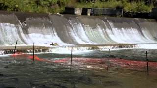 Salmon run in Bowmanville river in Ontario [upl. by Nekial]