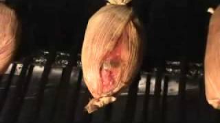 Traeger Smoker Stuffed Jalapenos amp Corn Husk Pork Sausage [upl. by Knobloch]