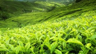 World best Tea quotCeylon Teaquot Sri Lankan Tea 🌱☕🇱🇰❤️ Please subscribe our channel shorts youtube [upl. by Ecnatsnok846]