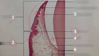 Oral Biology II Final revision [upl. by Shama]