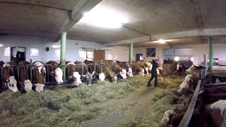 Feeding the Cows  Barn Work on a Small Dairy Farm [upl. by Owena]