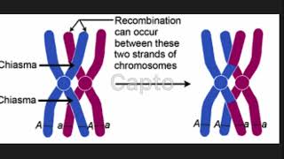 Chiasmata and Genetic Crossover BIOS 041 [upl. by Rosamond834]