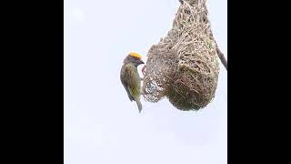 Streakedweaver Ploceus Manyarlocal name Manyar Jambulmaster nest builderStatus near threatened [upl. by Hurlow513]