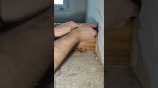 raclage sur un escalier bois massif outil  Stanley racloir satisfyingvideo asmr woodflooring [upl. by Golding]