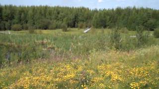 Oil Sands Reclamation Site in Alberta Canada [upl. by Sices]