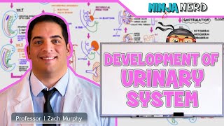 Embryology  Development of the Urinary System [upl. by Nyrahs956]