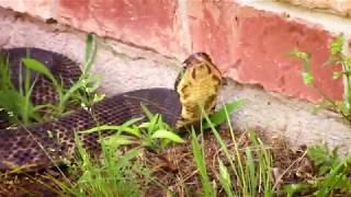 Cottonmouth Behaviour [upl. by Des]