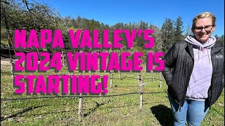 The 2024 Napa Valley vintage is starting [upl. by Ltsyrk688]