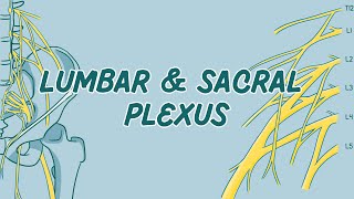 Lumbar amp Sacral Plexus song [upl. by Hterag]