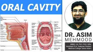 Digestive System of Man Part 2  Biology of Oral Cavity  Hindi  Urdu [upl. by Sadiras858]