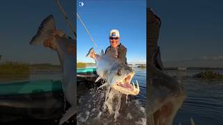 Parasite in Fish mouth shorts fish fishing amazingfacts factsinhindi animals explore new [upl. by Nerin]