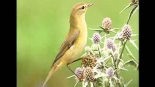 Getting to grips with warblers 1 Chiffchaff Vs Willow Warbler [upl. by Annamarie]