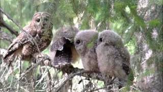 New Scientific Analysis of Northern Spotted Owl Habitat Announced [upl. by Nytsud]