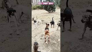 dog🤣🤣 kesfet puppy keşfet malinoisjoin belgianmalinois malinois funny [upl. by Meilen474]