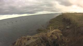 Wildfowling Decoying Wigeon Oct 2014 [upl. by Asek]