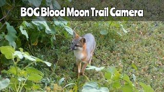 BOG Blood Moon Trail Camera Sept 622 2024 [upl. by Giorgio]