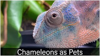 What a Chameleon is like as a pet [upl. by Assiled]