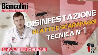 💥Disinfestazione Blatte e Scarafaggi la tecnica numero 1 al mondo💥 [upl. by Hnamik]